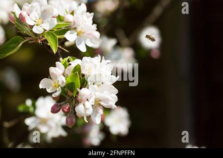 Un bokeh coloré d'un pommier en fleur (Malus domestica) Et une abeille volante (API) Banque D'Images