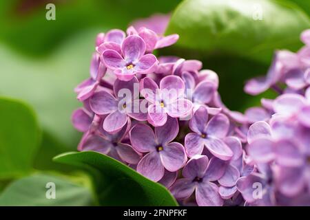 Macro photographie de la branche lilas en fleurs.Springtime Blossom, couleur pourpre.magnifique fond floral. Banque D'Images