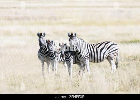 Famille de zébrures des plaines africaines sur les prairies de savane brune sèche Banque D'Images