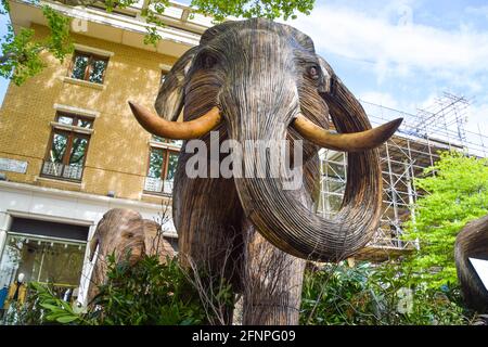 Londres, Royaume-Uni. 18 mai 2021. Sculptures d'éléphant au Duke of York Square à Chelsea, Londres. Faisant partie de l'installation artistique de coexistence, qui vise à éclairer l'empiètement croissant des humains sur les lieux sauvages, chaque éléphant est créé à partir de Lantana camara, une espèce végétale toxique, envahissante et dommageable. L'installation sera déplacée à différents endroits de Londres au cours des prochaines semaines. Crédit : SOPA Images Limited/Alamy Live News Banque D'Images