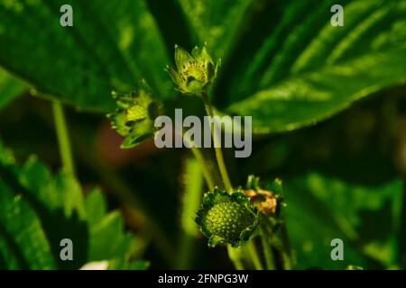 Plante de fraise avec de petites fraises qui se développent encore au printemps Banque D'Images