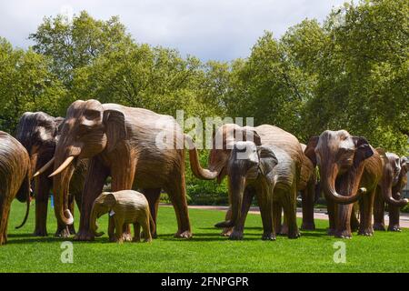 Londres, Royaume-Uni. 18 mai 2021. Sculptures d'éléphant au Duke of York Square à Chelsea, Londres. Faisant partie de l'installation artistique de coexistence, qui vise à éclairer l'empiètement croissant des humains sur les lieux sauvages, chaque éléphant est créé à partir de Lantana camara, une espèce végétale toxique, envahissante et dommageable. L'installation sera déplacée à différents endroits de Londres au cours des prochaines semaines. (Photo de Vuk Valcic/SOPA Images/Sipa USA) crédit: SIPA USA/Alay Live News Banque D'Images