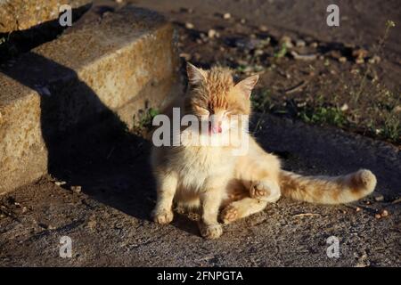 Un chat rouge est assis sur l'asphalte près du trottoir et se prélasser au soleil Banque D'Images