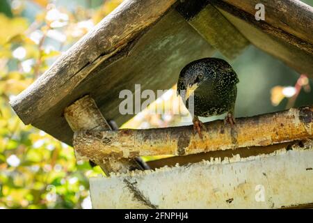 Starling, alias Blackbird, inb une maison d'oiseaux dans le jardin. Banque D'Images