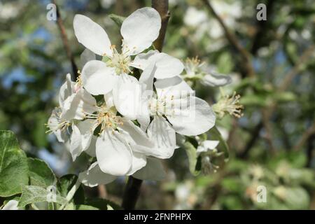 Pommier en fleur - une branche avec des fleurs blanches un fond de ciel bleu et d'arbres dans le jardin un jour de printemps ensoleillé Banque D'Images