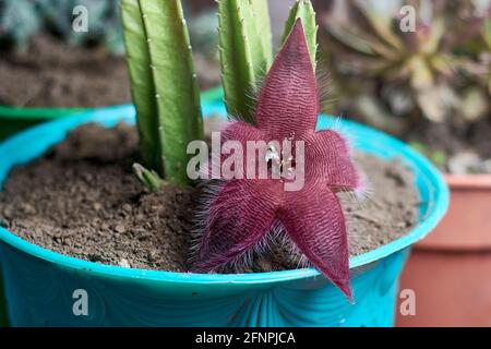 Vue sur la fleur d'étoiles de mer pourpres de stapelia et la plante succulente sur le pot à fleurs avec la mouche et les oeufs de mouche dessus. Gros plan horizontal. Banque D'Images