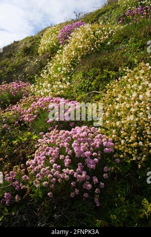 Plage de Porth Dafarc, Anglesey Banque D'Images