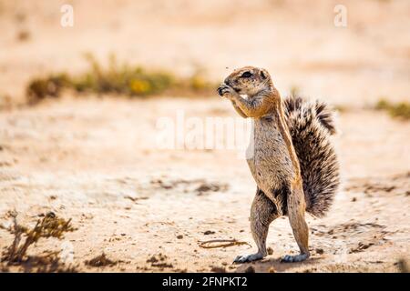 Écureuil du Cap mangeant des semences dans des terres sèches du parc transfrontier de Kgalagadi, Afrique du Sud; espèce famille des Sciuridae Xerus inauris Banque D'Images