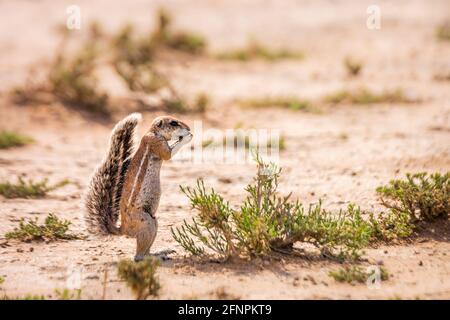 Écureuil du Cap mangeant des semences dans des terres sèches du parc transfrontier de Kgalagadi, Afrique du Sud; espèce famille des Sciuridae Xerus inauris Banque D'Images