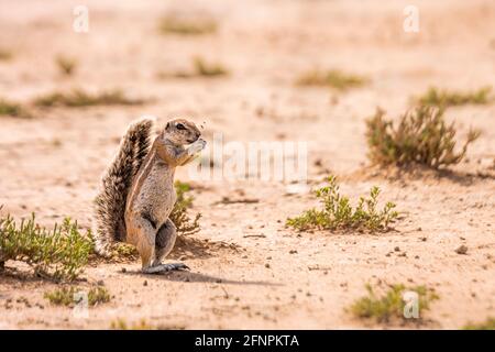 Écureuil du Cap mangeant des semences dans des terres sèches du parc transfrontier de Kgalagadi, Afrique du Sud; espèce famille des Sciuridae Xerus inauris Banque D'Images