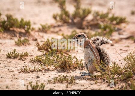 Écureuil du Cap mangeant des semences dans des terres sèches du parc transfrontier de Kgalagadi, Afrique du Sud; espèce famille des Sciuridae Xerus inauris Banque D'Images