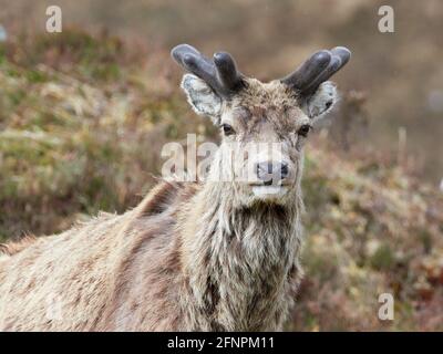 Red Deer Stag (Cervus elaphus) avec des bois de velours en croissance, gros plan, Scottish Highlands, Royaume-Uni Banque D'Images