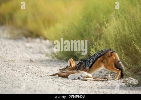 Jackal à dos noir tuant un bébé springbok dans le parc transfrontier de Kgalagadi, Afrique du Sud ; famille de Canidae de espèce Canis mesomelas Banque D'Images