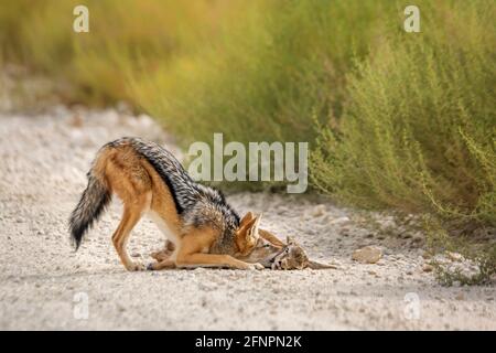 Jackal à dos noir tuant un bébé springbok dans le parc transfrontier de Kgalagadi, Afrique du Sud ; famille de Canidae de espèce Canis mesomelas Banque D'Images