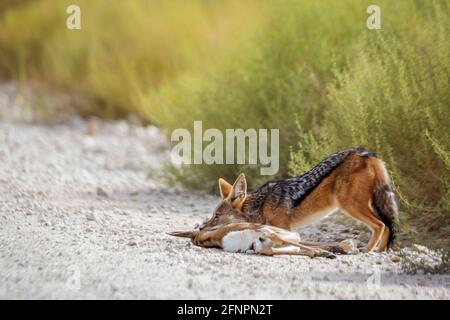 Jackal à dos noir tuant un bébé springbok dans le parc transfrontier de Kgalagadi, Afrique du Sud ; famille de Canidae de espèce Canis mesomelas Banque D'Images