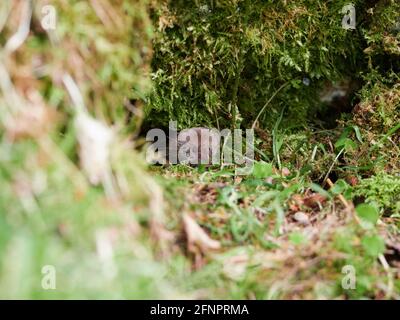 La merde commune/eurasienne (Sorex araneus) dans la forêt, Inverness-shire, Scottish Highlands, Royaume-Uni Banque D'Images