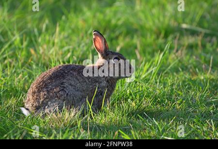 Jeune lapin assis dans l'herbe de prairie Banque D'Images