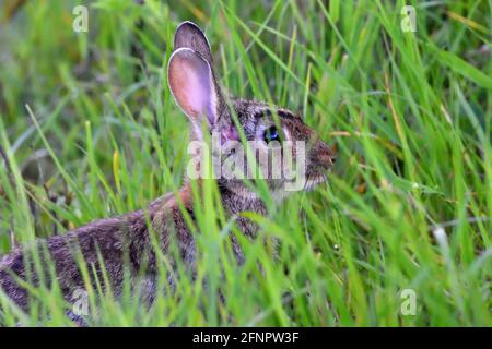 Gros plan du lapin dans l'herbe longue Banque D'Images