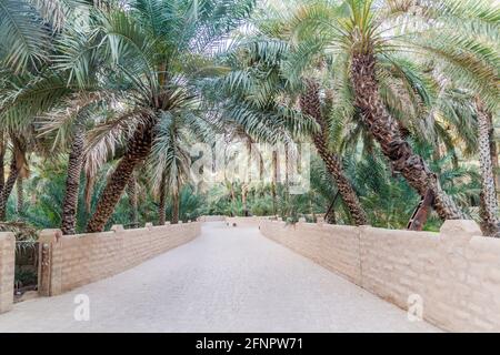 Palmiers dans Al Ain oasis, Émirats arabes Unis Banque D'Images