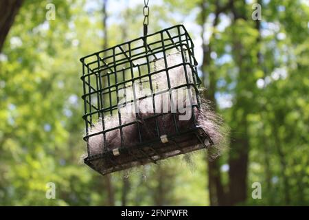 Fourrure de chien dans une cage de mangeoire à oiseaux pour oiseaux à Construire des nids avec Banque D'Images