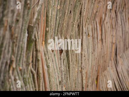 Clôture en osier en saule de bois souple ou noisette . La texture du tronc d'un arbre naturel. Le concept de la vie suburbaine. Mise au point sélective Banque D'Images