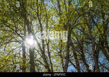 Vieux arbres peupliers (Populus deltoides) en vert printemps frais fleurs ; Vandaveer Ranch ; Salida ; Colorado ; USA Banque D'Images