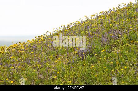 colline surcultivée avec beaucoup de fleurs Banque D'Images