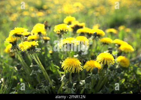 Sentiments du printemps, prairie fleurie avec pissenlit, profondeur de champ peu profonde Banque D'Images