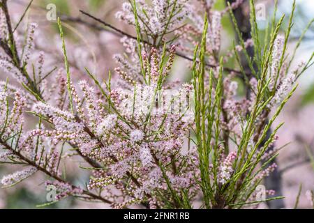 Floraison douce de Tamarix ou plante verte tamarisque avec des fleurs roses Banque D'Images