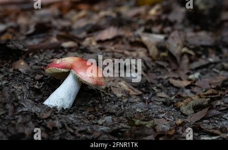 Un champignon rouge (Russula emetica) sur le sol. Banque D'Images