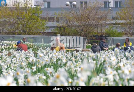 Graz, Autriche-25 avril 2021 : les gens se détendent et profitent d'une journée de printemps ensoleillée près d'un jardin de jonquilles blanches dans le parc. Mise au point sélective Banque D'Images