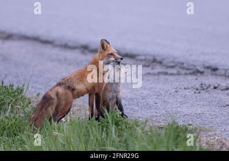 Femelle de renard roux (Vulpes vulpes) avec une de ses trousses de renard montrant de l'affection dans un pré près d'Ottawa, Canada Banque D'Images