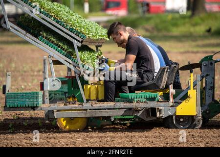 Le chou, est planté dans un champ, les travailleurs mettent les jeunes plantes, avec une balle de substrat dans la machine de plantation, tiré par un tracteur NRW, Allemagne Banque D'Images