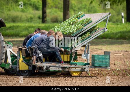 Le chou, est planté dans un champ, les travailleurs mettent les jeunes plantes, avec une balle de substrat dans la machine de plantation, tiré par un tracteur NRW, Allemagne Banque D'Images