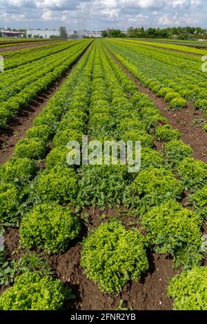 Agriculture, laitue poussant dans un champ, Lollo Bionda, en rangs longs, NRW, Allemagne Banque D'Images