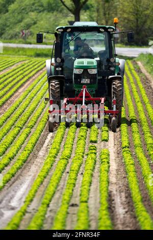 Agriculture, laitue poussant dans un champ, Lollo Bionda et Lollo Rossa, dans de longues rangées de plantes, travaillant le champ avec une pelle à doigts éliminant les mauvaises herbes, Banque D'Images