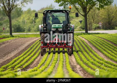 Agriculture, laitue poussant dans un champ, Lollo Bionda et Lollo Rossa, dans de longues rangées de plantes, travaillant le champ avec une pelle à doigts éliminant les mauvaises herbes, Banque D'Images