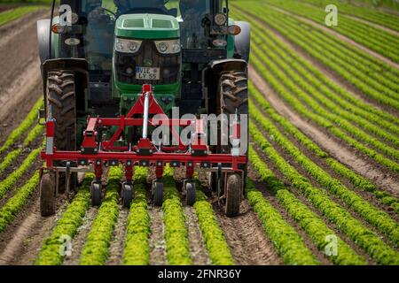 Agriculture, laitue poussant dans un champ, Lollo Bionda et Lollo Rossa, dans de longues rangées de plantes, travaillant le champ avec une pelle à doigts éliminant les mauvaises herbes, Banque D'Images