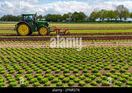 Agriculture, laitue poussant dans un champ, Lollo Bionda et Lollo Rossa, dans de longues rangées de plantes, travaillant le champ avec une pelle à doigts éliminant les mauvaises herbes, Banque D'Images