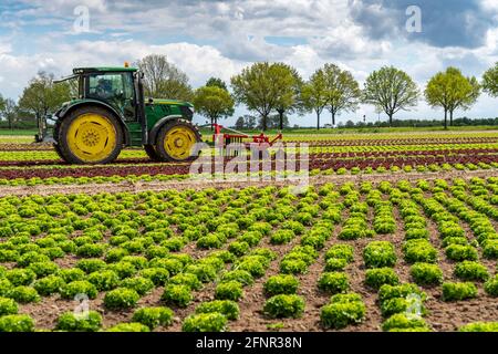 Agriculture, laitue poussant dans un champ, Lollo Bionda et Lollo Rossa, dans de longues rangées de plantes, travaillant le champ avec une pelle à doigts éliminant les mauvaises herbes, Banque D'Images