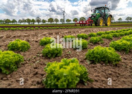 Agriculture, laitue poussant dans un champ, Lollo Bionda et Lollo Rossa, dans de longues rangées de plantes, travaillant le champ avec une pelle à doigts éliminant les mauvaises herbes, Banque D'Images