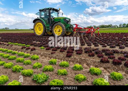 Agriculture, laitue poussant dans un champ, Lollo Bionda et Lollo Rossa, dans de longues rangées de plantes, travaillant le champ avec une pelle à doigts éliminant les mauvaises herbes, Banque D'Images