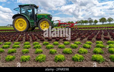 Agriculture, laitue poussant dans un champ, Lollo Bionda et Lollo Rossa, dans de longues rangées de plantes, travaillant le champ avec une pelle à doigts éliminant les mauvaises herbes, Banque D'Images