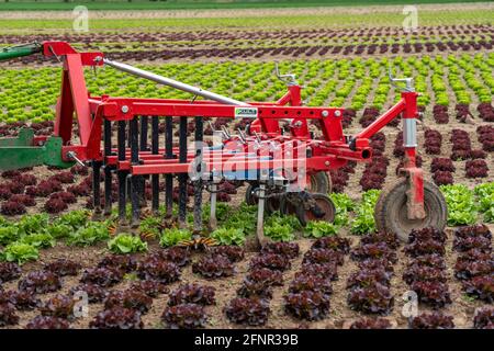 Agriculture, laitue poussant dans un champ, Lollo Bionda et Lollo Rossa, dans de longues rangées de plantes, travaillant le champ avec une pelle à doigts éliminant les mauvaises herbes, Banque D'Images