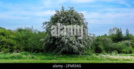 Un arbre Hawthorn chargé de fleurs blanches au printemps. Banque D'Images