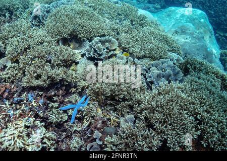 Une grande étoile de mer bleue vivante colorée se trouve au milieu du récif de corail, à proximité d'Elkhorn et de coraux foliaires, de la mer tropicale de l'Indonésie, à Bali. Étoile de mer bleue Banque D'Images