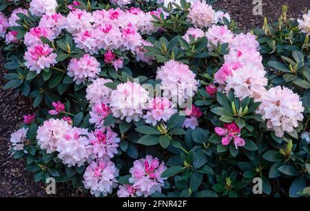 Les azalées roses (Azalea japonica) fleurissent au printemps en Angleterre Banque D'Images