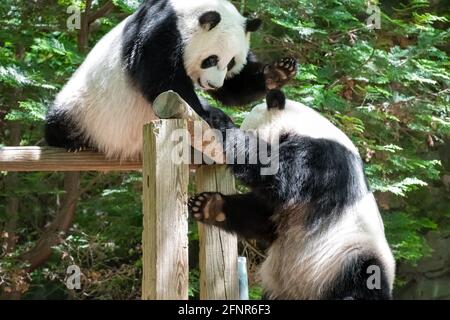 Sœurs jumelles géantes et espiègeuses panda au zoo d'Atlanta, en Géorgie. (ÉTATS-UNIS) Banque D'Images