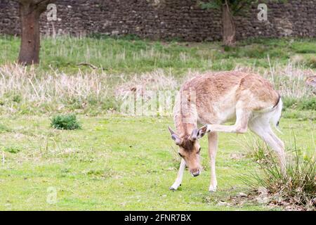 Cerfs-jachères sauvages Profitez du soleil et de la chaleur du printemps qui paissent dans le parc national de Knole, Kent Banque D'Images