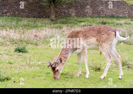 Cerfs-jachères sauvages Profitez du soleil et du temps chaud du printemps qui paissent dans le parc national de Knole, Kent, Angleterre Banque D'Images